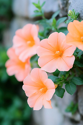 JPG 편집이미지 잎 여름꽃 돌담 사람없음 여름풍경 화사함 능소화 편집실사 AI포토 AI콘텐츠 식물 꽃 컨셉 풍경 담장 돌_바위 CG 파일형식 여름_계절