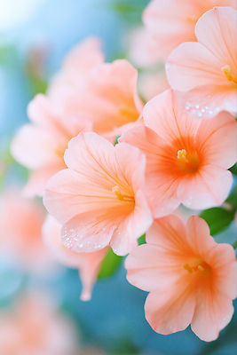 JPG 편집이미지 여름꽃 사람없음 여름풍경 이슬 화사함 능소화 편집실사 AI포토 AI콘텐츠 꽃 컨셉 풍경 CG 파일형식 여름_계절