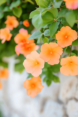 JPG 편집이미지 잎 여름꽃 돌담 사람없음 여름풍경 화사함 능소화 편집실사 AI포토 AI콘텐츠 식물 꽃 컨셉 풍경 담장 돌_바위 CG 파일형식 여름_계절