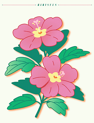 분홍색 잎 일러스트 여름꽃 사람없음 히비스커스 트로피컬아트 국내일러스트 AI파일 식물 꽃 컬러 그림 파일형식 벡터 여름_계절