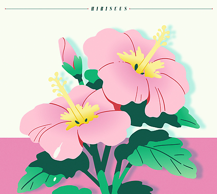 분홍색 잎 일러스트 여름꽃 사람없음 꽃봉오리 히비스커스 트로피컬아트 국내일러스트 AI파일 식물 꽃 컬러 그림 파일형식 벡터 여름_계절