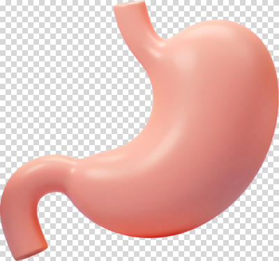모델 편집이미지 교육 과학 신체 해부 의학 건강 실험 설명 학습 3D 표현 소화기관 구출 변장 PNG 기능 이해 모션 도움 장기_의학 디지털합성 파일형식