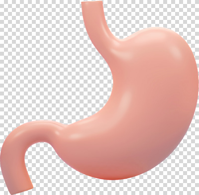 편집이미지 음식 신체 해부 의학 생명 세포 건강 실험 치료 소화기관 구출 질병 위 PNG 기관 기능 생리 도움 장기_의학 방향 생리현상 파일형식
