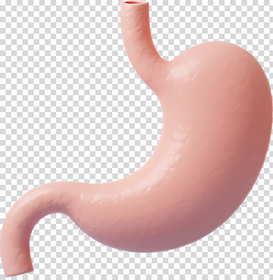 편집이미지 교육 신체 해부 의학 세포 건강 조직 구출 장기 위 PNG 기능 식도 십이지장 도움 장기_의학 방향 파일형식