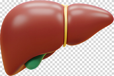 편집이미지 교육 해부 의학 건강 구출 장기 생물학 간 PNG 기능 신체 도움 장기_의학 파일형식