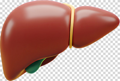 모델 편집이미지 교육 신체 해부 의학 세포 건강 실험 3D 구출 장기 생물학 간 PNG 의과대학 도움 장기_의학 디지털합성 대학교 파일형식