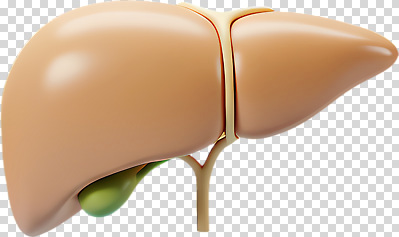 모델 편집이미지 신체 해부 의학 생명 건강 실험 소화기관 혈액 구출 생물학 간 PNG 기관 기능 영양소 디톡스 교육 도움 장기_의학 파일형식