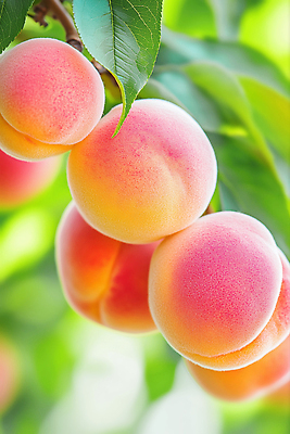 JPG 편집이미지 열매 자연 나뭇잎 사람없음 초록색 여름 햇빛 신선 복사나무 천도복숭아 코랄 편집실사 AI포토 AI콘텐츠 나무 식물 계절 컬러 잎 태양 CG 생태계 복숭아 파일형식