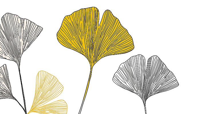 JPG 식물 디자인 예술 백그라운드 일러스트 자연 사람없음 노란색 가을 라인아트 은행잎 은행나무 국내일러스트 AI일러스트 AI콘텐츠 나무 계절 선 컬러 잎 생태계 파일형식