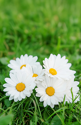 JPG 편집이미지 꽃밭 자연 잔디 사람없음 일상 초록색 햇빛 정원 데이지 화사함 편집실사 AI포토 AI콘텐츠 식물 꽃 컬러 컨셉 라이프 태양 CG 생태계 파일형식