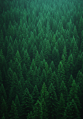 JPG 나무 편집이미지 자연 산 풍경 사람없음 초록색 환경 고요 숲 감성 울창 피톤치드 편집실사 AI포토 AI콘텐츠 식물 컬러 컨셉 CG 생태계 파일형식