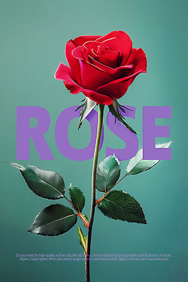 PSD 편집이미지 포스터 잎 사람없음 장미 우아함 청록색 이미지편집 식물 꽃 컬러 컨셉 파일형식