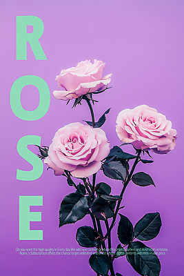 PSD 편집이미지 포스터 잎 사람없음 장미 보라색 우아함 이미지편집 식물 꽃 컬러 컨셉 파일형식