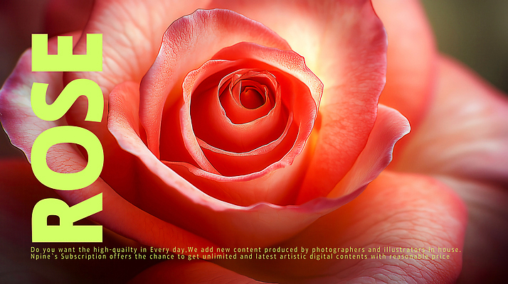 PSD 편집이미지 꽃잎 포스터 분홍색 잎 근접촬영 사람없음 장미 이미지편집 식물 꽃 뷰포인트 컬러 파일형식