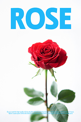 PSD 편집이미지 포스터 줄기 잎 사람없음 장미 흰색 우아함 화사함 이미지편집 식물 꽃 컬러 컨셉 파일형식