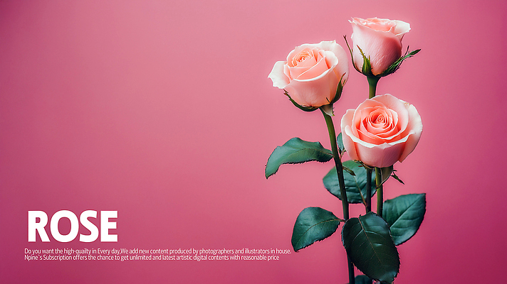 PSD 편집이미지 꽃잎 포스터 분홍색 잎 사람없음 장미 화사함 이미지편집 식물 꽃 컬러 컨셉 파일형식