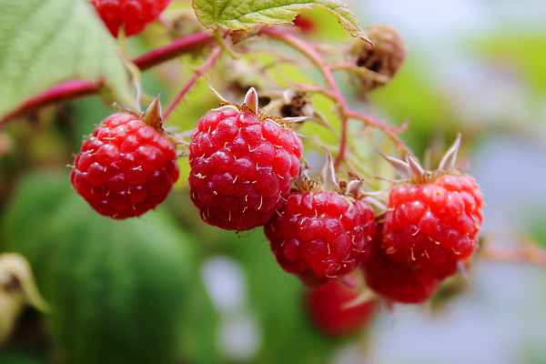 JPG 편집이미지 열매 채소 사람없음 빨간색 초록색 신선 산딸기 편집실사 AI포토 AI콘텐츠 식물 컬러 과일 CG 파일형식