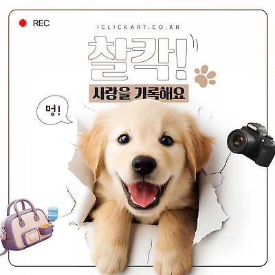 템플릿 감정 컬러 컨셉 가방 표정 전자제품 반려동물 개 리트리버 디지털합성 파일형식 벡터 반려용품 흰색 이동가방 3D 골든리트리버 말풍선 강아지 귀여움 웃음 행복 카메라 벽 천진난만 스튜디오 AI파일 사람없음 반려견 이미지템플릿