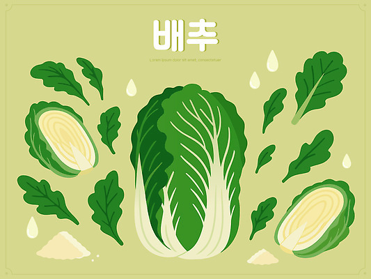 한국문화 한국전통 한식 일러스트 재료 요리 사람없음 초록색 전통음식 재료손질 배추 준비 소금 김장재료 절임 절임배추 국내일러스트 AI파일 동양문화 전통 음식 컬러 채소 식재료 한국 김장 손질 파일형식 벡터