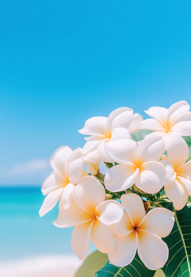 JPG 식물 편집이미지 꽃 바다 여행 자연 날씨 풍경 해변 여름 햇빛 하와이 조경 플루메리아 뷰티풀 편집실사 AI포토 AI콘텐츠 계절 태양 미국 CG 생태계 파일형식