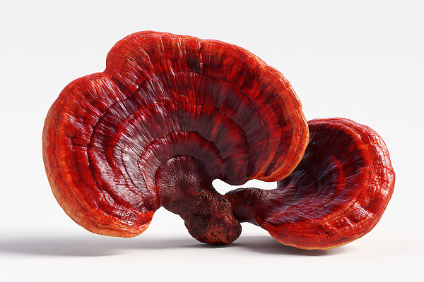 JPG 식물 편집이미지 전통 음식 채소 자연 건강 여름 버섯 두개 약재 생태계 동충하초 자연요법 편집실사 AI포토 AI콘텐츠 계절 2 약 한약재 CG 파일형식