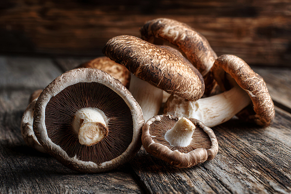 JPG 나무 식물 편집이미지 음식 채소 재료 자연 탁자 건강 요리 농장 갈색 버섯 신선 유기농 식용 편집실사 AI포토 AI콘텐츠 웰빙 컬러 가구 농업 CG 생태계 파일형식