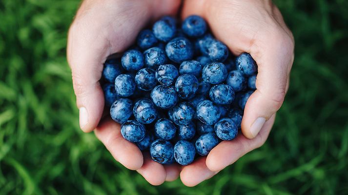 JPG 편집이미지 손 지구 음식 과일 자연 건강 초원 여름 농작물 수확 유기농 블루베리 비타민 먹거리 의료성형뷰티 편집실사 AI인물포토 AI콘텐츠 웰빙 계절 농업 신체부위 CG 생태계 영양소 파일형식 AI포토
