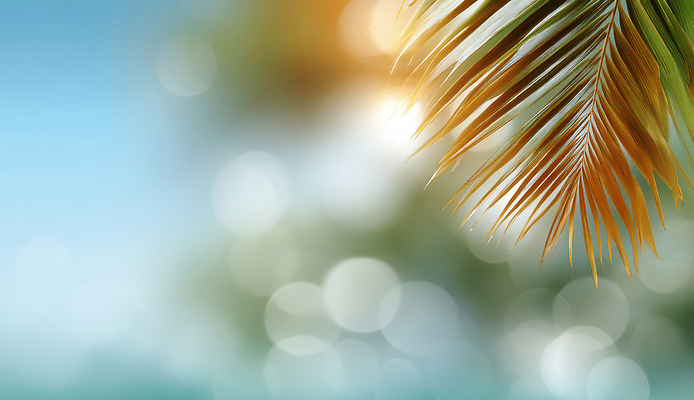 JPG 편집이미지 감정 자연 바람 휴식 나뭇잎 열대 풍경 해변 여름 빛 햇빛 반사 평화 일몰 편집실사 AI컴퓨터그래픽 AI콘텐츠 자연요소 계절 바다 컨셉 잎 날씨 태양 노을 CG 생태계 파일형식