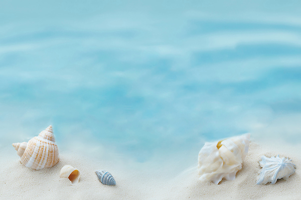 JPG 편집이미지 여유 모래 바다 여행 자연 조개 따뜻함 풍경 해변 여름 햇빛 해수욕 편집실사 AI포토 AI콘텐츠 계절 감정 휴가 어패류 태양 CG 생태계 파일형식