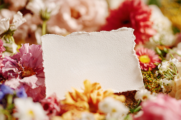 JPG 식물 편집이미지 디자인 꽃 종이 컬러 백그라운드 자연 생명 장식 촬영 메시지 화사함 뷰티풀 순간 비어있는 편집실사 AI포토 AI콘텐츠 컨셉 CG 생태계 파일형식