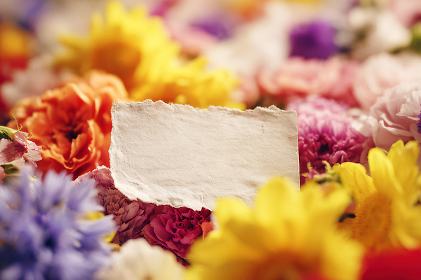 JPG 식물 편집이미지 꽃 백그라운드 자연 생명 환경 정원 봄 화사함 조화 뷰티풀 색채 생동감 편집실사 AI포토 AI콘텐츠 계절 컨셉 CG 생태계 파일형식