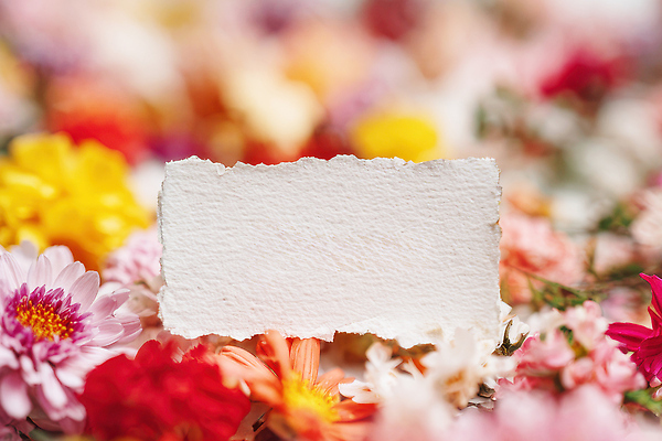 JPG 식물 편집이미지 꽃 컬러 백그라운드 잎 자연 장식 봄 조화 뷰티풀 생동감 편집실사 AI포토 AI콘텐츠 카드프레임 계절 프레임 CG 생태계 파일형식