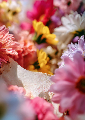 JPG 식물 편집이미지 계절 꽃 컬러 백그라운드 자연 생명 풍경 정원 허브 화사함 만개 뷰티풀 생동감 편집실사 AI포토 AI콘텐츠 컨셉 CG 생태계 파일형식