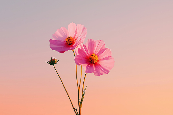 JPG 식물 편집이미지 꽃잎 꽃 분홍색 자연 하늘 생명 가지 풍경 여름 햇빛 저녁 코스모스 뷰티풀 편집3D AI포토 AI콘텐츠 계절 컬러 채소 태양 3D 야간 생태계 파일형식