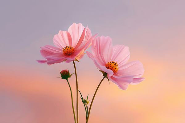 JPG 식물 편집이미지 계절 꽃 분홍색 컬러 자연 하늘 생명 풍경 저녁 소중 흔들림 코스모스 뷰티풀 편집3D AI포토 AI콘텐츠 컨셉 모션 3D 야간 생태계 파일형식