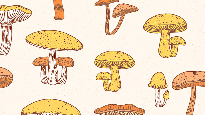 JPG 모양 식물 디자인 예술 컬러 백그라운드 일러스트 자연 생물 버섯 그림 생태계 채색 독버섯 식용 창의성 국내일러스트 AI일러스트 AI콘텐츠 미술 파일형식