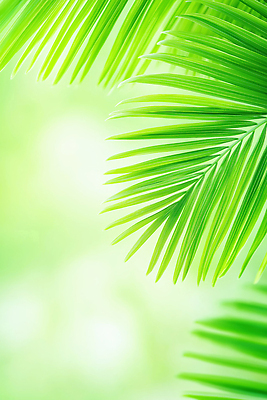 JPG 식물 편집이미지 백그라운드 잎 자연 생명 나뭇잎 열대 초록색 햇빛 식물원 조화 생동감 편집실사 AI포토 AI콘텐츠 컬러 태양 CG 생태계 파일형식