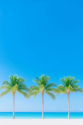 JPG 편집이미지 바다 섬 여행 자연 하늘 열대 풍경 해변 여름 파란색 야자수 그늘 시원함 편집실사 AI포토 AI콘텐츠 나무 계절 컬러 CG 생태계 파일형식