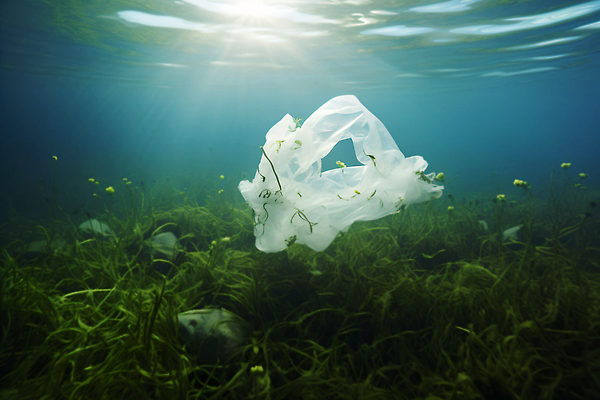 JPG 식물 편집이미지 바다 자연 수중 수중동물 해조류 환경오염 오염 보호 폐기물 플라스틱 생태계 해양쓰레기 편집실사 AI포토 AI콘텐츠 동물 컨셉 재질 해양식물 쓰레기 CG 파일형식
