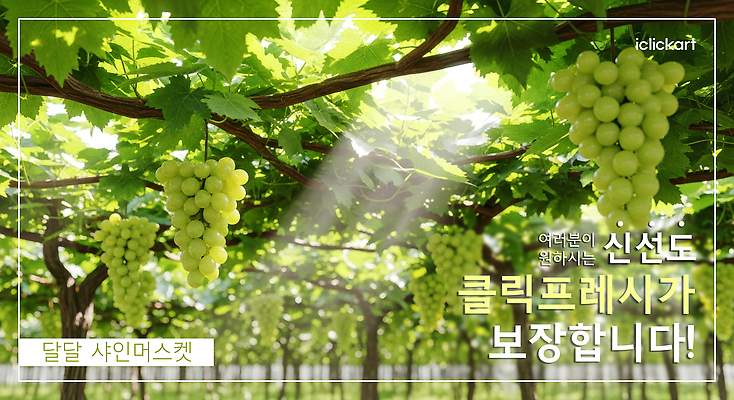 PSD 식물 편집이미지 농업 채소 과일 자연 포도 여름 농작물 햇빛 수확 성장 신선 포도밭 포도나무 이미지편집 계절 산업 밭 태양 과일나무 생태계 파일형식