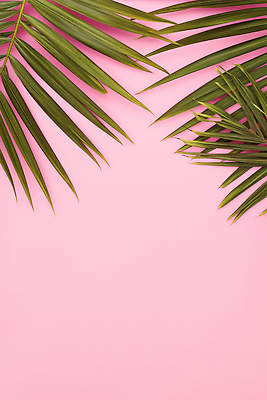 JPG 식물 편집이미지 디자인 분홍색 백그라운드 잎 자연 장식 여름 고요 열대식물 장면 조화 뷰티풀 색감 생동감 편집실사 AI포토 AI콘텐츠 계절 컬러 CG 생태계 파일형식