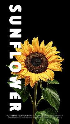 PSD 식물 편집이미지 꽃잎 꽃 백그라운드 잎 자연 해바라기 풍경 초록색 여름 노란색 원형 뷰티풀 생동감 이미지편집 도형 계절 컬러 생태계 파일형식