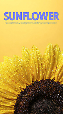 PSD 식물 편집이미지 꽃 백그라운드 자연 생명 해바라기 일상 초록색 햇빛 노란색 정원 물방울 뷰티풀 생동감 디테일 이미지편집 컬러 라이프 태양 생태계 파일형식