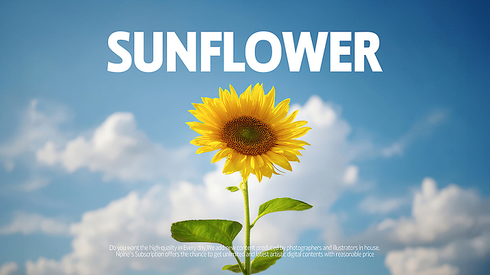 PSD 식물 구름 편집이미지 꽃 농업 자연 해바라기 풍경 여름 햇빛 농장 정원 유채 이미지편집 자연요소 계절 산업 태양 생태계 파일형식