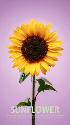 PSD 식물 편집이미지 꽃잎 꽃 백그라운드 자연 생명 해바라기 갈색 노란색 환경 보라색 성장 화려 중앙 뷰티풀 이미지편집 컬러 컨셉 생태계 파일형식