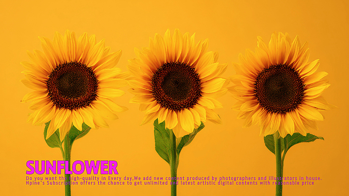 PSD 식물 편집이미지 꽃 컬러 백그라운드 자연 생명 해바라기 풍경 여름 햇빛 노란색 개화 세송이 뷰티풀 이미지편집 계절 3 태양 생태계 파일형식