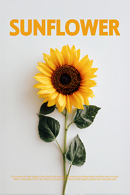 PSD 식물 편집이미지 디자인 꽃 화초 예술 백그라운드 잎 자연 생명 해바라기 여름 노란색 유기농 화사함 뷰티풀 이미지편집 웰빙 계절 컬러 컨셉 생태계 파일형식