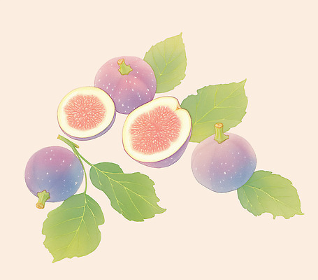 PSD 식물 디자인 예술 컬러 잎 다이어트 과일 일러스트 자연 디저트 건강 여름 식사 신선 맛 유기농 비타민 무화과 정물화 국내일러스트 웰빙 계절 음식 컨셉 그림 생태계 영양소 파일형식