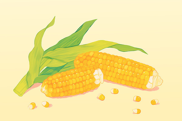 PSD 식물 음식 잎 농업 채소 일러스트 자연 옥수수 여름 농작물 농장 농사 식사 금색 수확 신선 농부 낟알 유기농 건강식 국내일러스트 직업 웰빙 계절 산업 컬러 곡류 생태계 파일형식