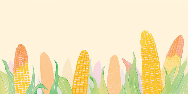 PSD 식물 잎 밭 농업 일러스트 자연 생명 옥수수 풍경 여름 농작물 햇빛 농장 노란색 환경 농사 주황색 수확 성장 농촌 오후 국내일러스트 계절 산업 컬러 곡류 태양 시골 생태계 파일형식